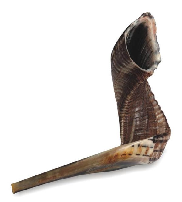  שופר מספר 3 גודל 35-40 ס"מ 